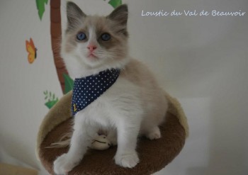 mâle blue bicolour - Chatterie Ragdolls du Val de Beauvoir